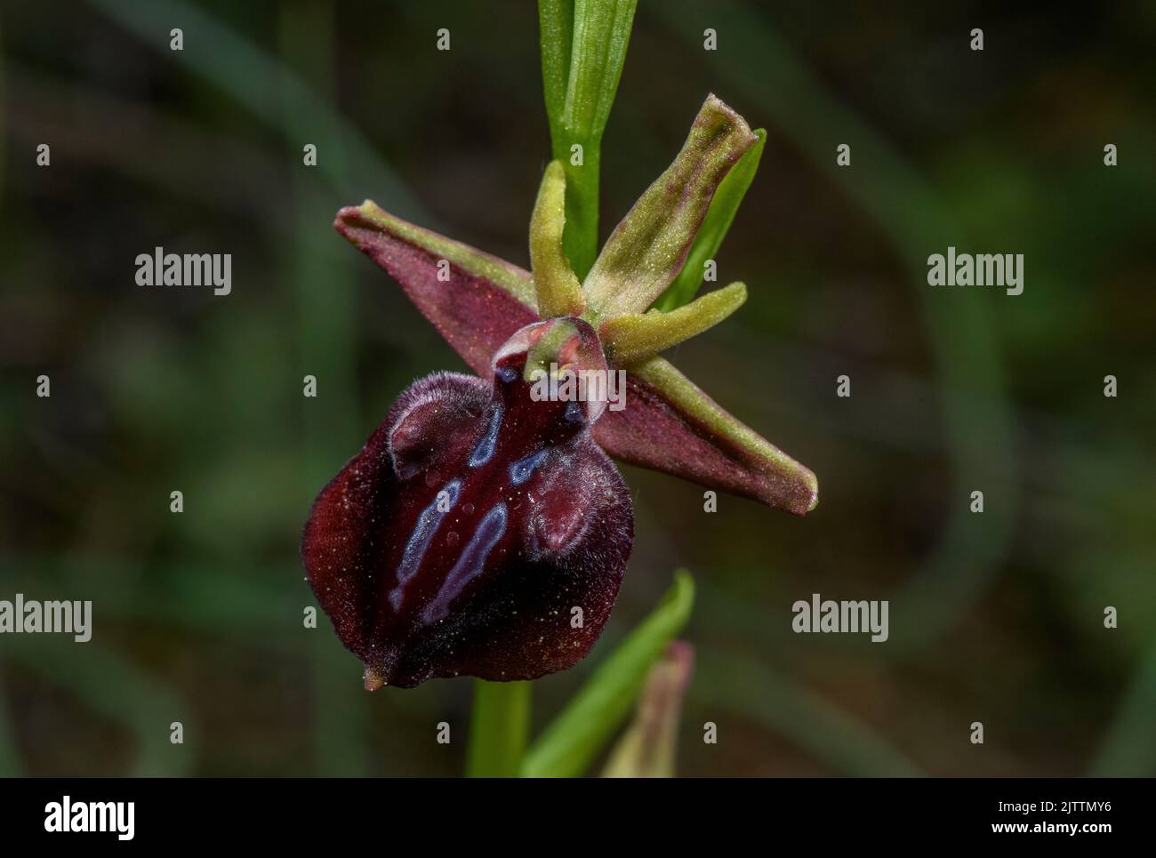 Orquidea en el monte fotografías e imágenes de alta resolución - Alamy