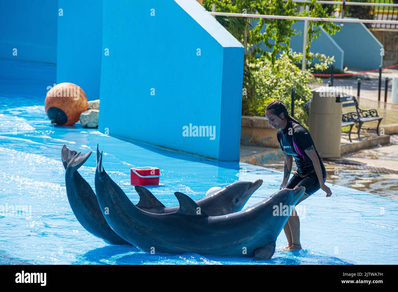 Una entrenadora de animales cubana trabaja con dos delfines, Centro Acuático Nacional de Cuba, La Habana, Cuba. Foto de stock