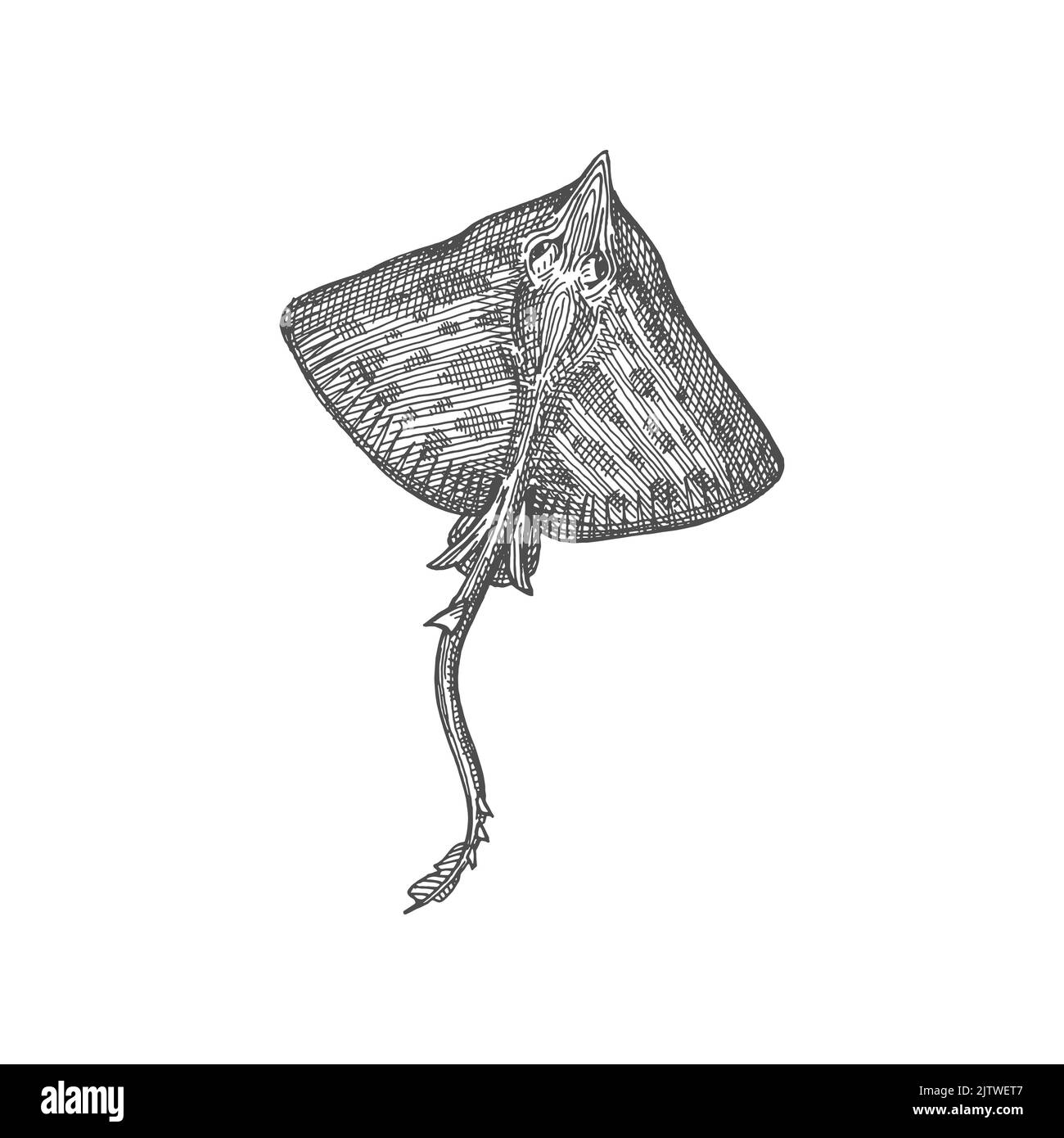 Mantarraya con cola larga Imágenes de stock en blanco y negro - Alamy