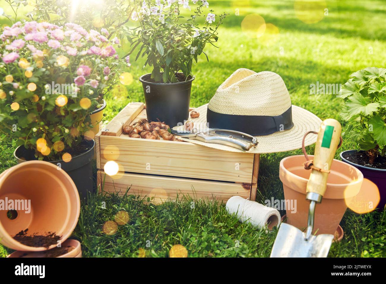 herramientas de jardín, caja de madera y flores en verano Foto de stock