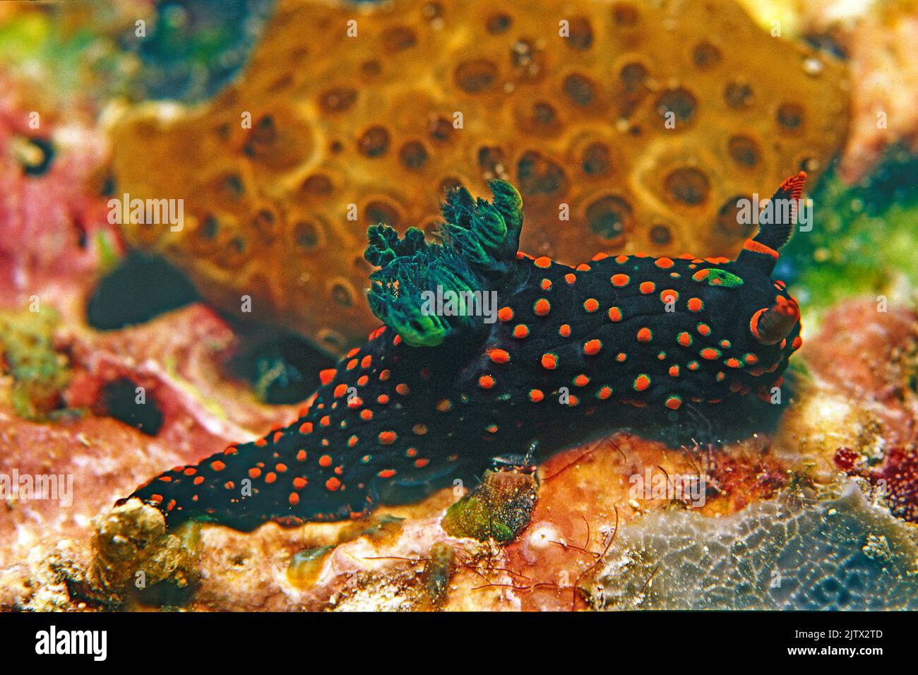 Nembrotha guttata, en un arrecife de coral, Maldivas, Océano Índico, Asia Foto de stock