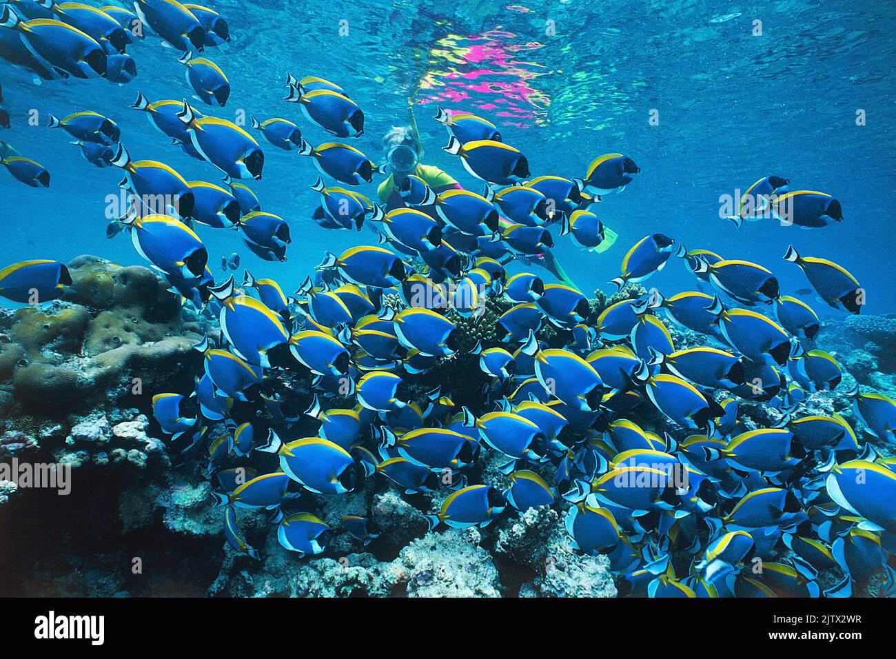 Snorkeler en arrecife de coral tropical con peces surgeonfishes Powderblue (Acanthurus leucosternon), atolón Ari, Maldivas, océano Índico, Asia Foto de stock
