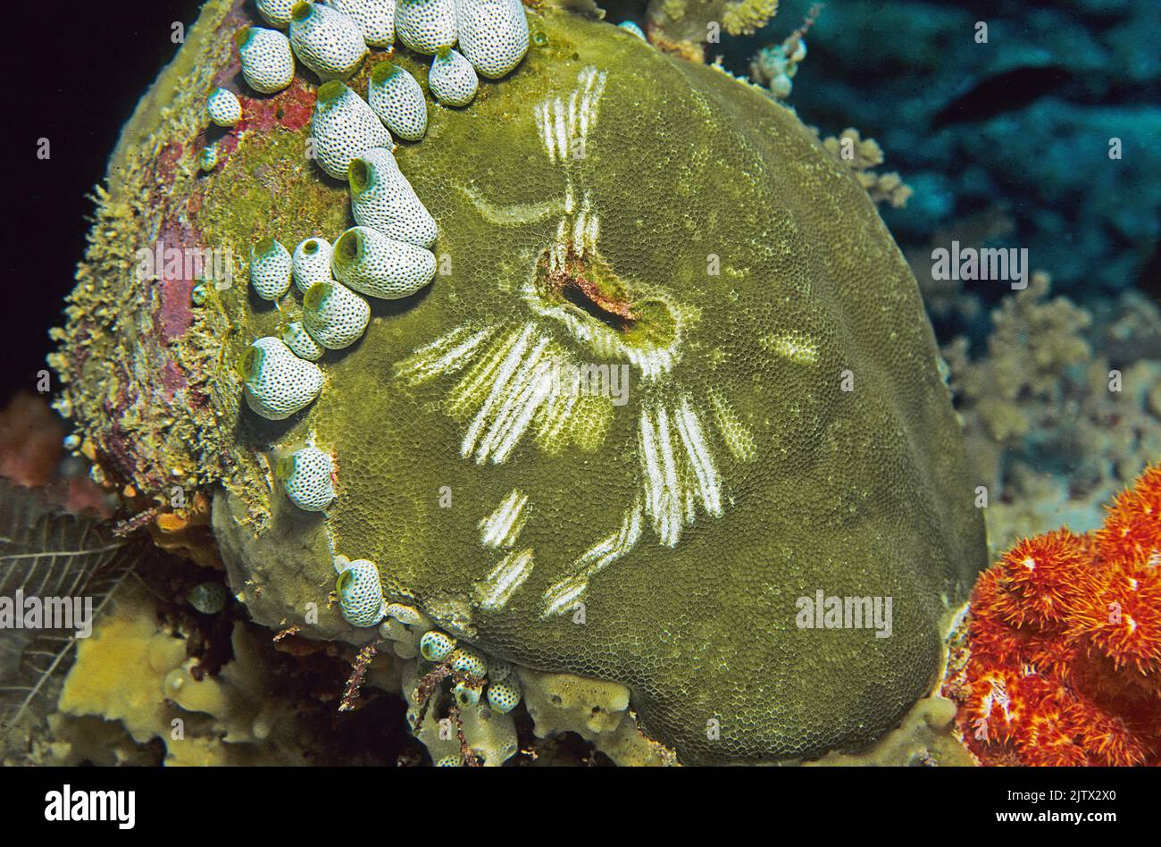 Mordeduras de peces loro (Scarinae) en un Coral de montaña (Porites lutea), con chorros de mar (Atriolum robustum), Maldivas, Océano Índico, Asia Foto de stock