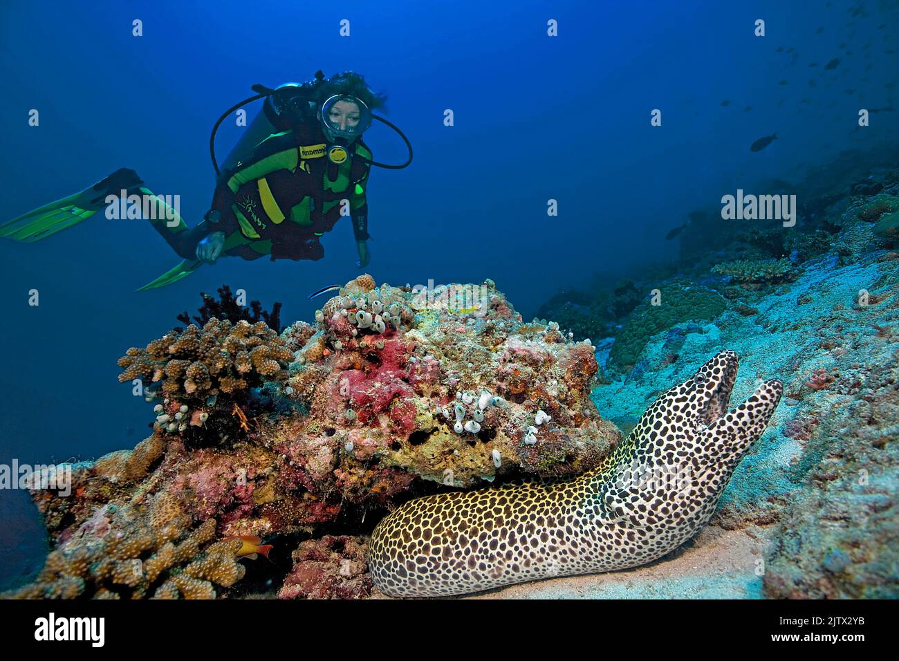 Buzo observa un moray panal de miel, (Gymnothorax favagineus) en un arrecife de coral, Maldivas, Océano Índico, Asia Foto de stock