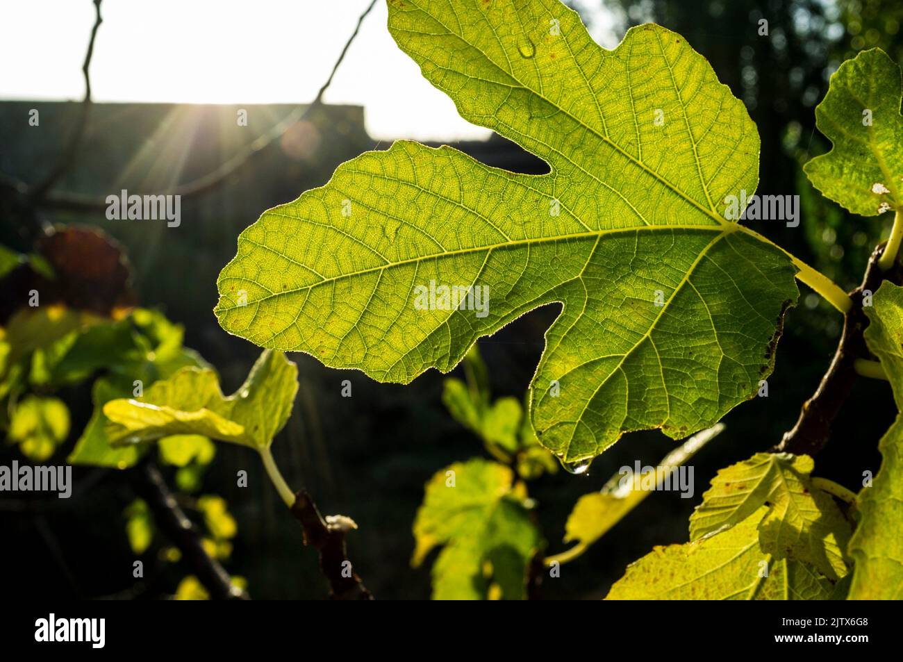 Árbol de higos retroiluminado. Puesta de sol caliente. Foto de stock