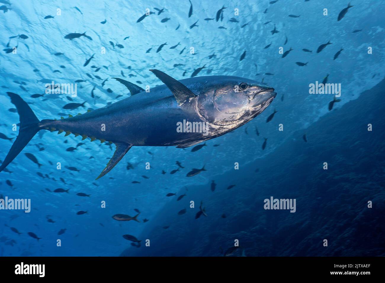 Imagen submarina de un atún aleta amarilla (Thunnus albacarens). Foto de stock