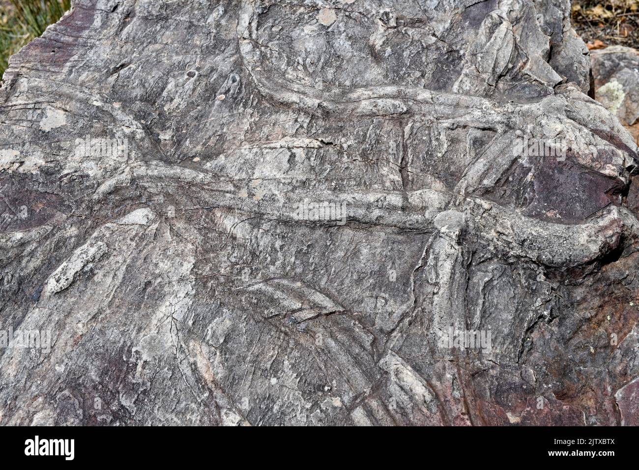 Cruziana (icnofacies) es un conjunto de fósiles de trazas marinas formadas por la actividad de los Trilobitas. Esta foto fue tomada en Penha García, Portugal. Foto de stock