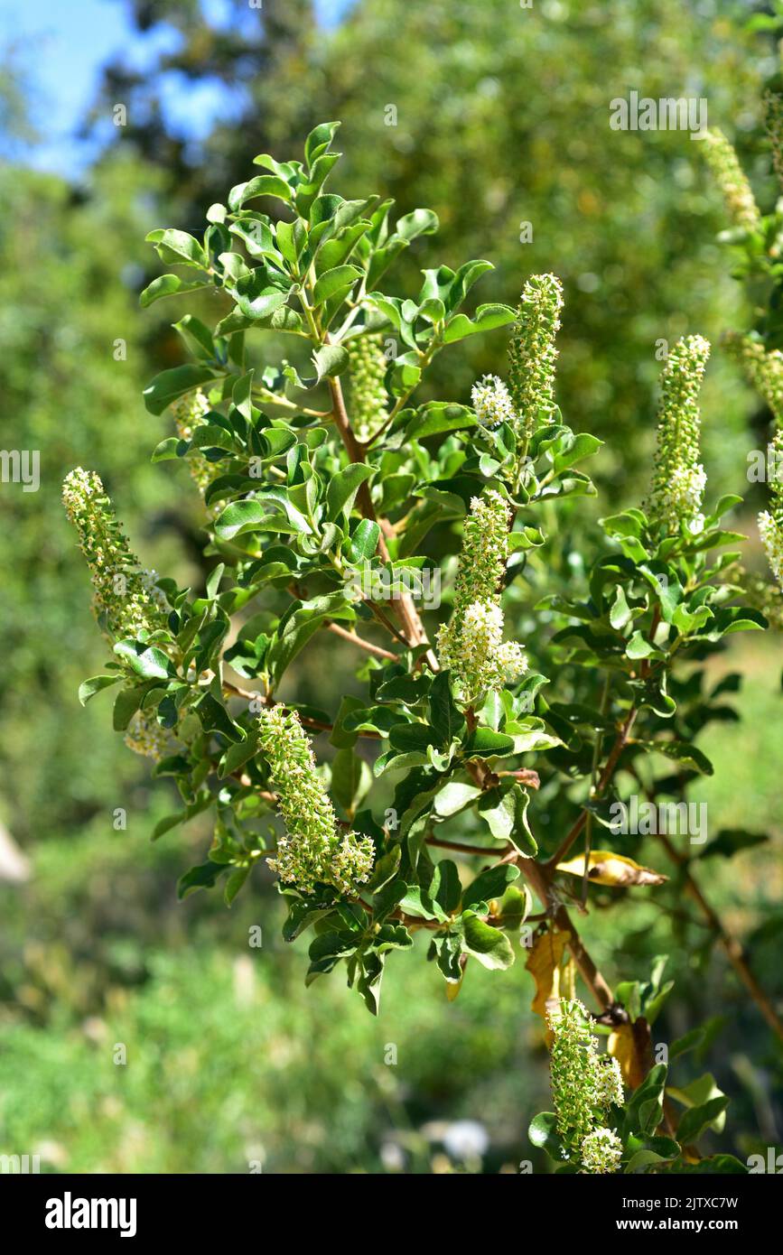 Corontillo (Escallonia pulverulenta) es un arbusto perenne nativo del centro de Chile. Detalle de flores y frutas jóvenes. Foto de stock
