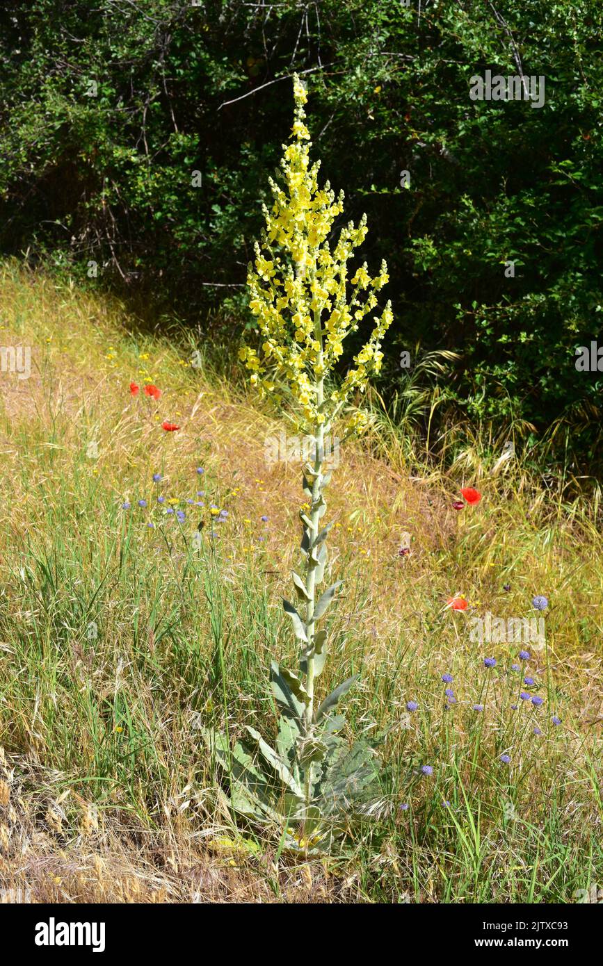 El mullein de los hoary (Verbascum pulverulentum) es una planta bianual nativa del sudoeste de Europa. Esta foto fue tomada en el Parque Natural Arribes del Duero, Foto de stock