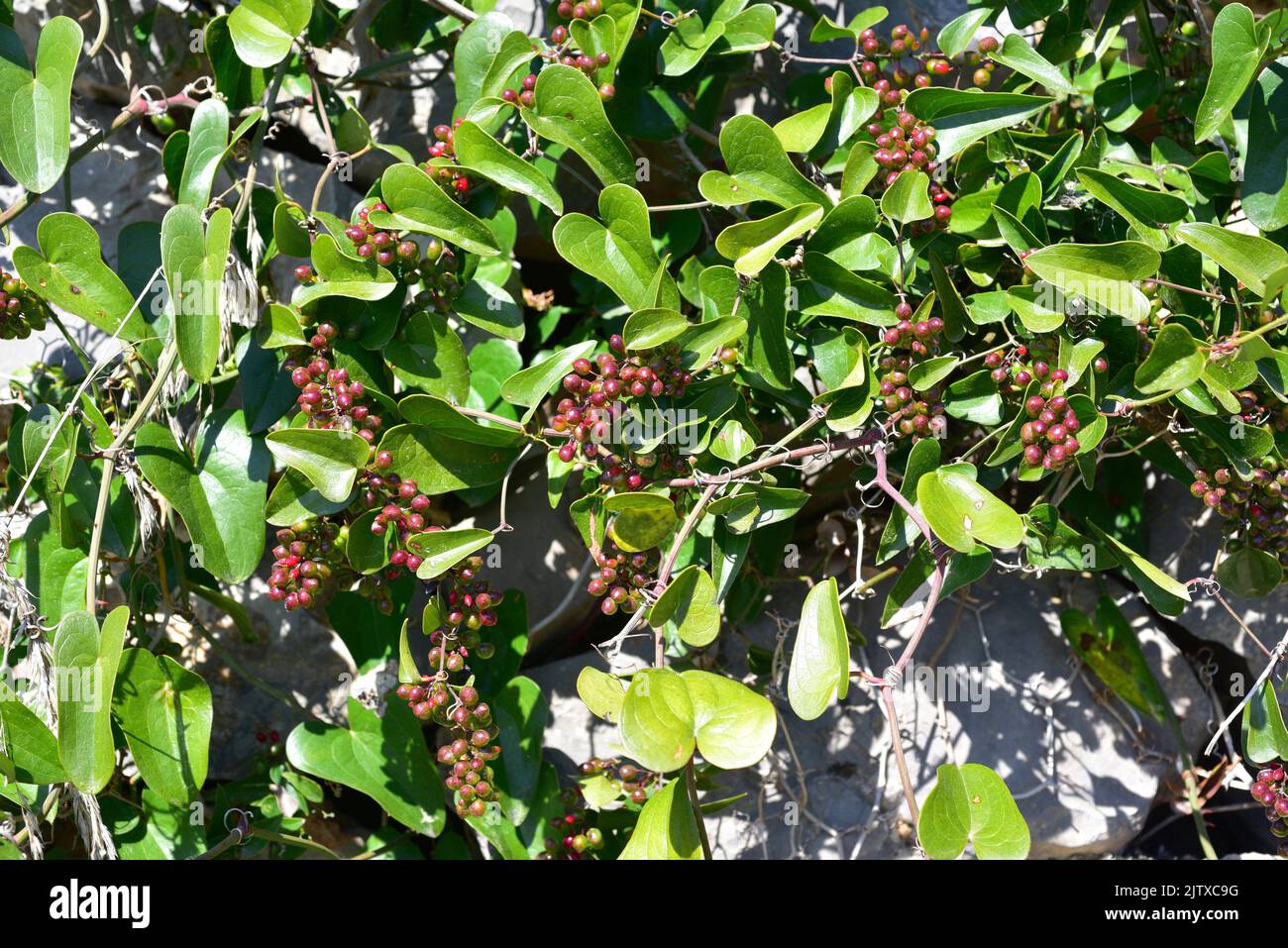 El bindweed o sarsaparille (Smilax aspera) es una planta espinosa originaria del sur de Europa, África central y Asia. Esta foto fue tomada en Foto de stock