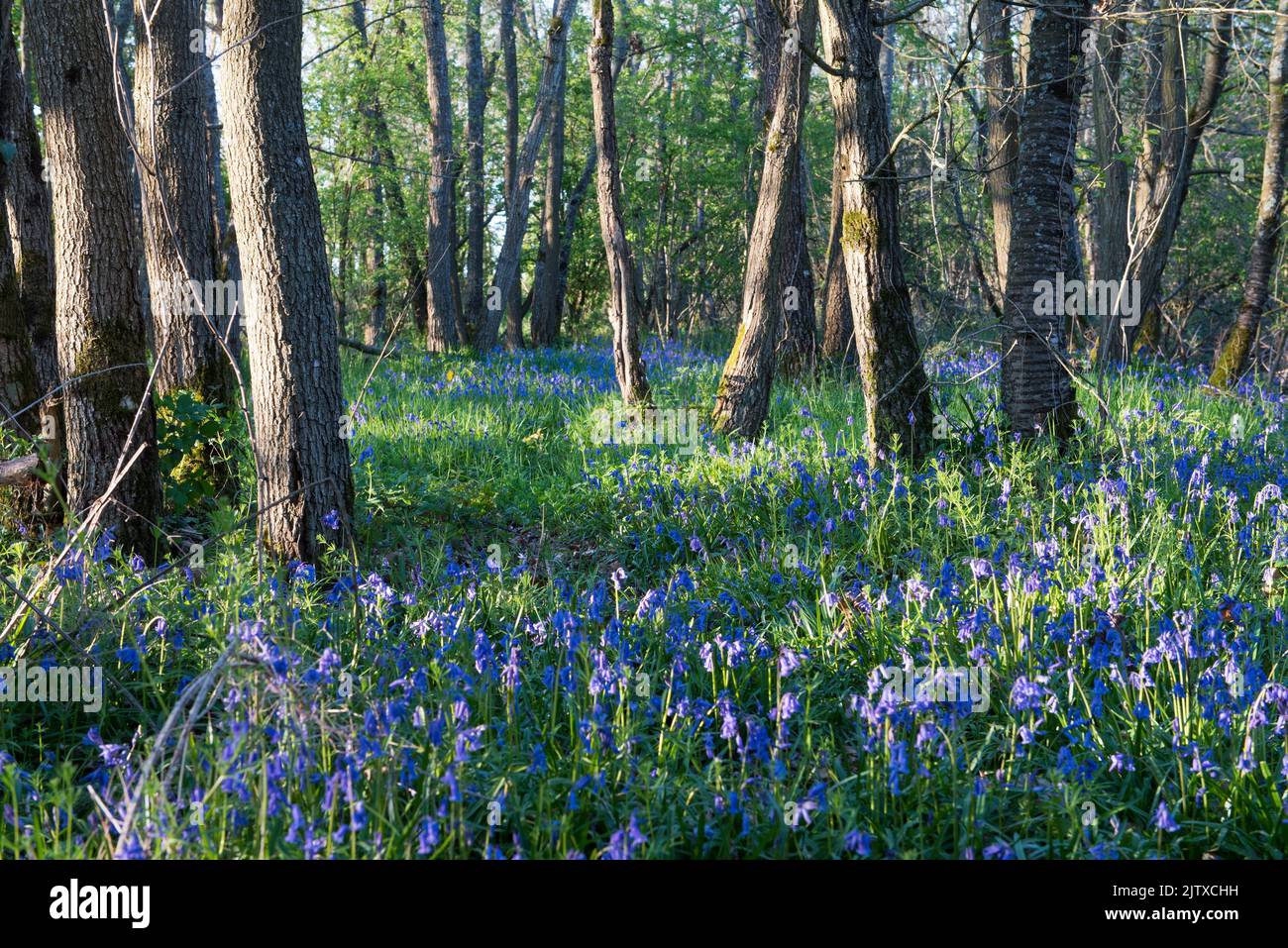 Bosque de Bluebell, Bluebell común, departamento de Eure y Loir, región de Centro-Valle-del-Loira, Francia, Europa. Foto de stock