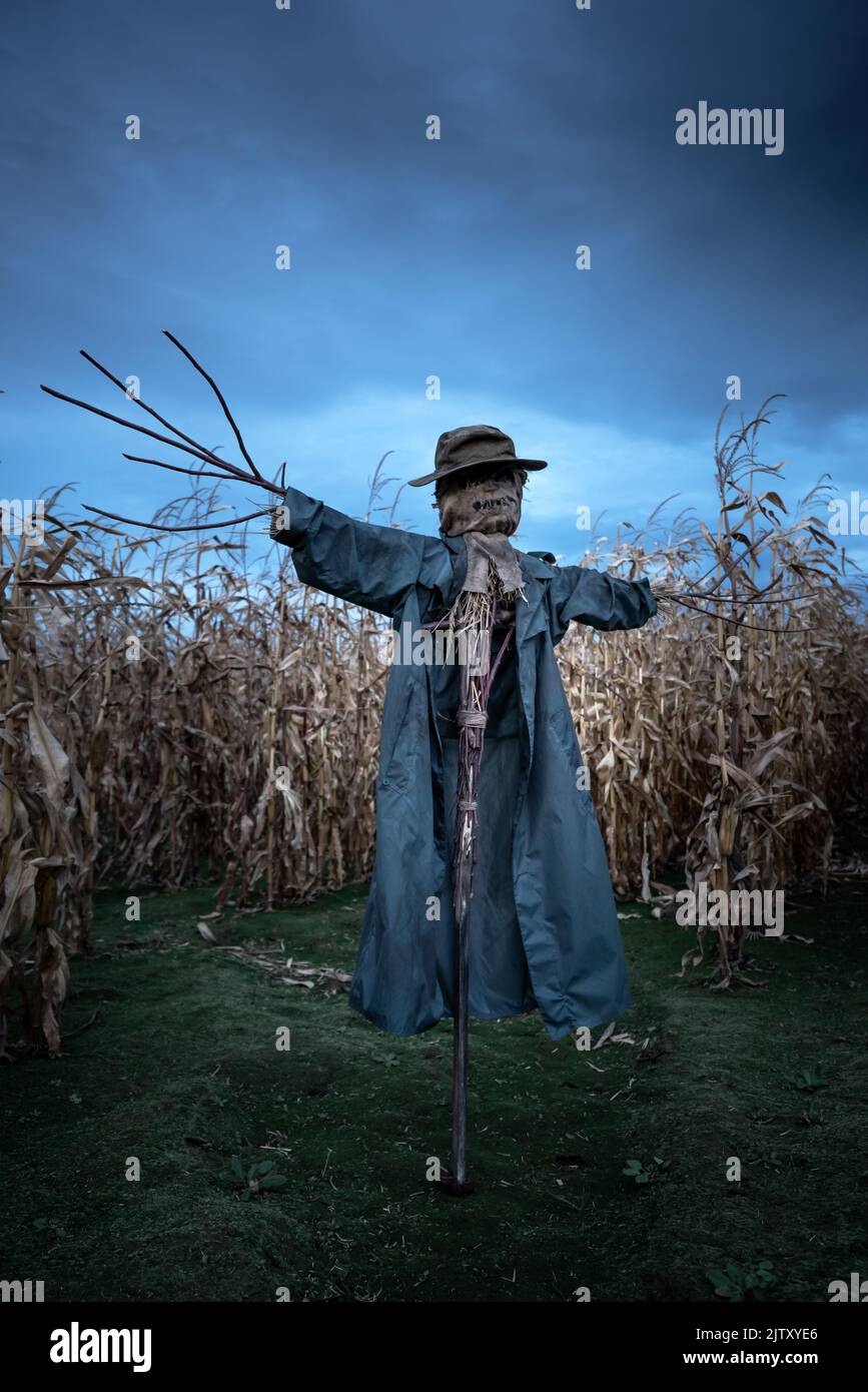Espantapájaros en un sombrero y un abrigo en un campo de maíz de otoño por la noche. Espeluznante concepto de vacaciones de Halloween. Halloweens fondo Foto de stock