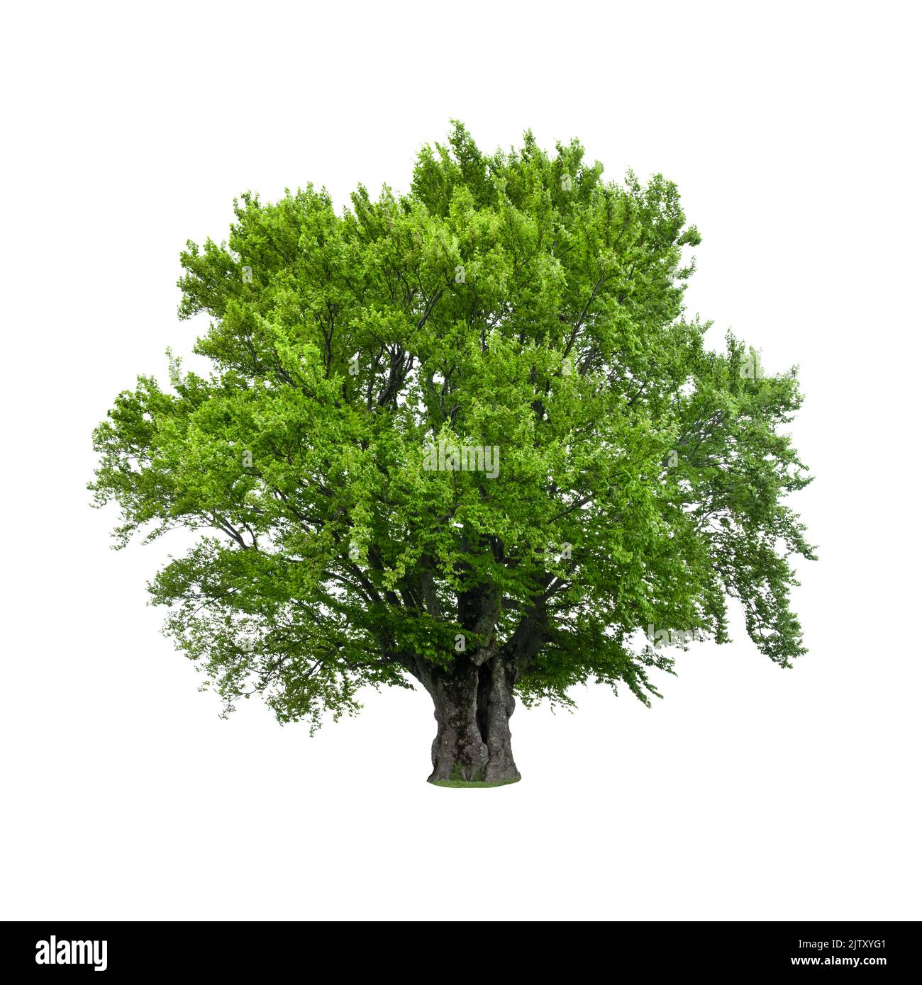 Árbol verde aislado sobre fondo blanco. Gran árbol de haya antiguo con hojas verdes exuberantes Foto de stock