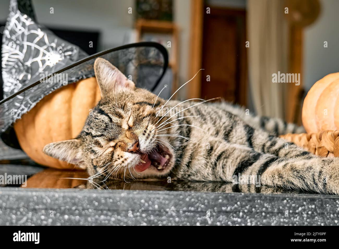 Lindo gato tabby de Halloween. Gatito gris bostezando mientras duerme cerca de calabaza y sombrero de Halloween en el salón. Humor otoñal, vibraciones otoñales. Día de Acción de Gracias. Foto de stock