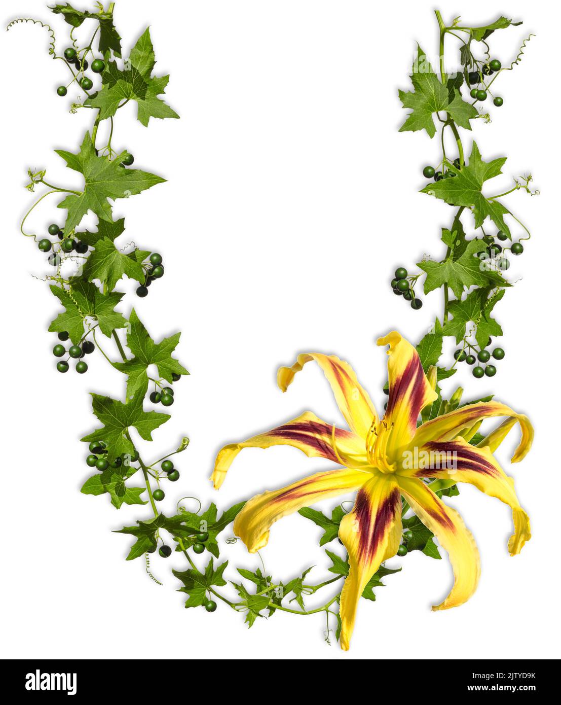 Hojas de hiedra en forma de U con flor de hemerocallis aisladas sobre fondo blanco como marco. Foto de stock