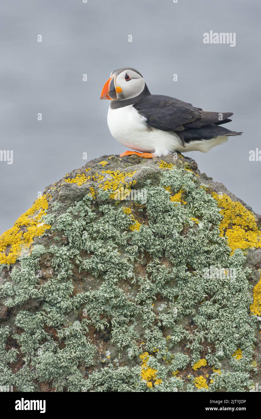 Puffin (Fratercula arctica), Isla de Mayo, Forth of Forth, Escocia, Reino Unido Foto de stock