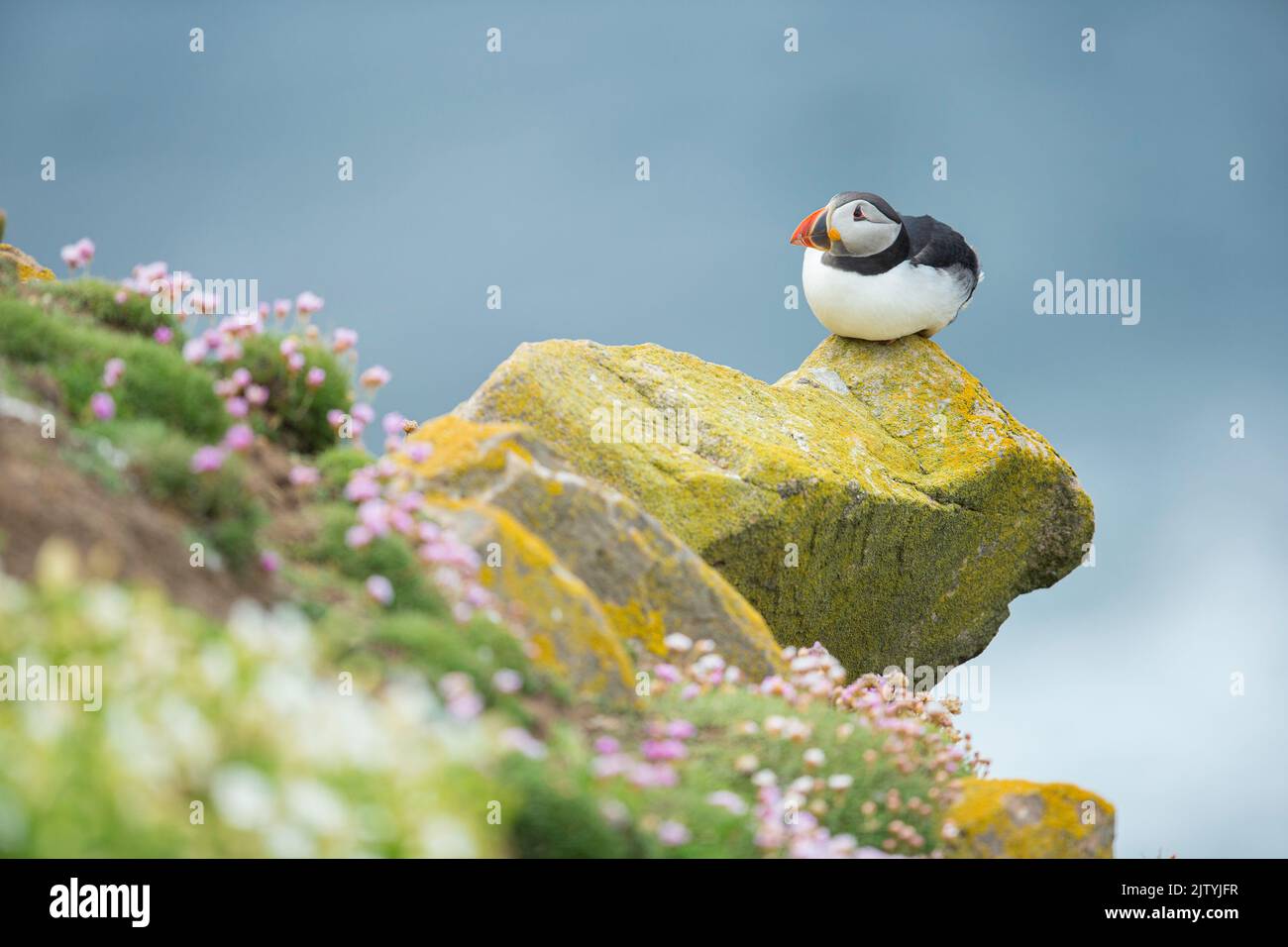 Puffin (Fratercula arctica), Gran Isla Salteada, Co. Wexford, República de Irlanda Foto de stock