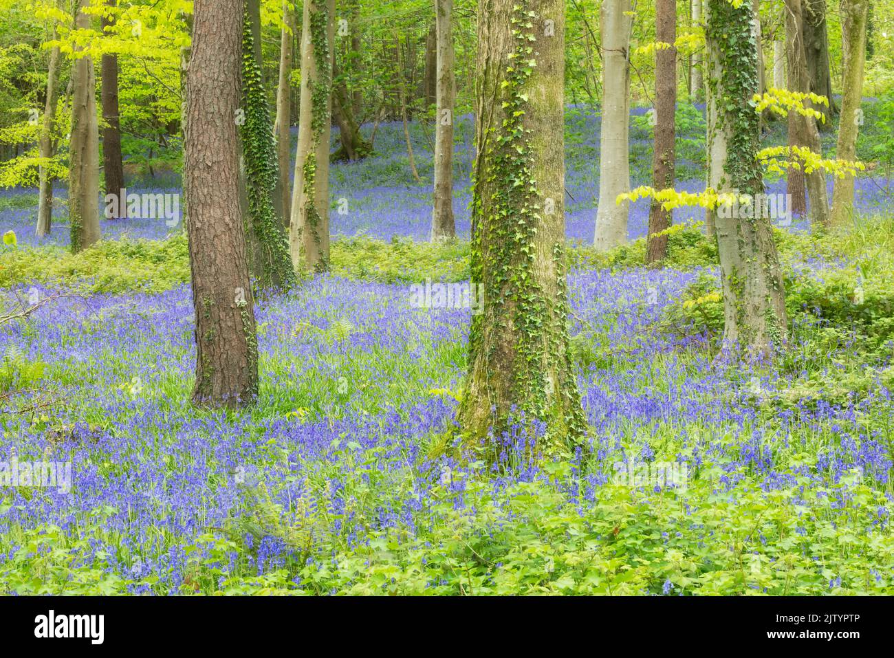 Bosque de Bluebell, Charmouth Forest, Dorset, Inglaterra, Reino Unido Foto de stock