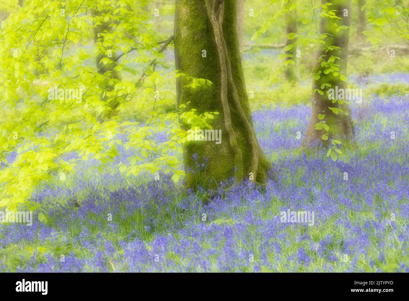Bluebell woodland (efecto de enfoque suave en la cámara), Charmouth Forest, Dorset, Inglaterra, Reino Unido Foto de stock