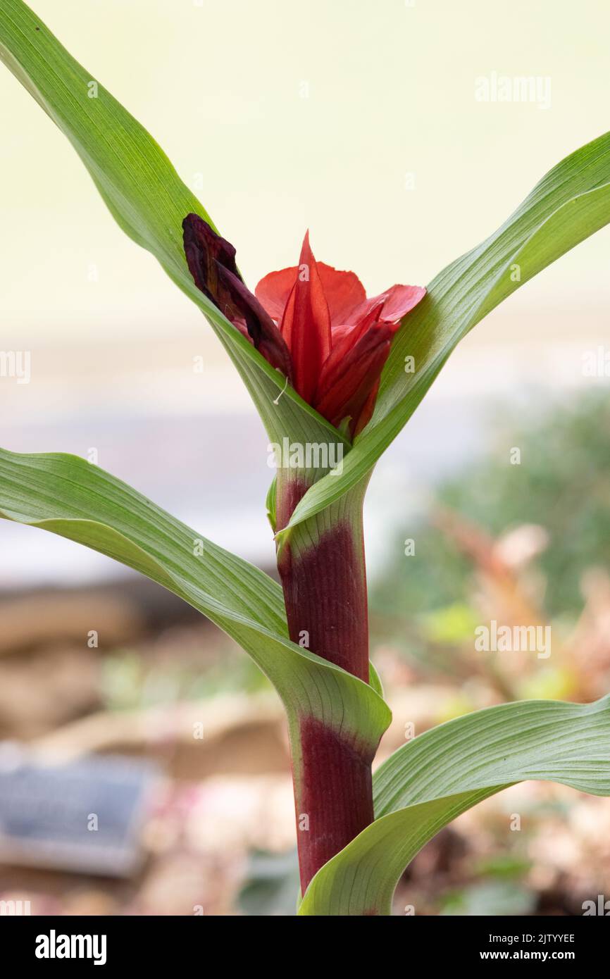 Roscoea purpurea 'Red Gurkha' Foto de stock