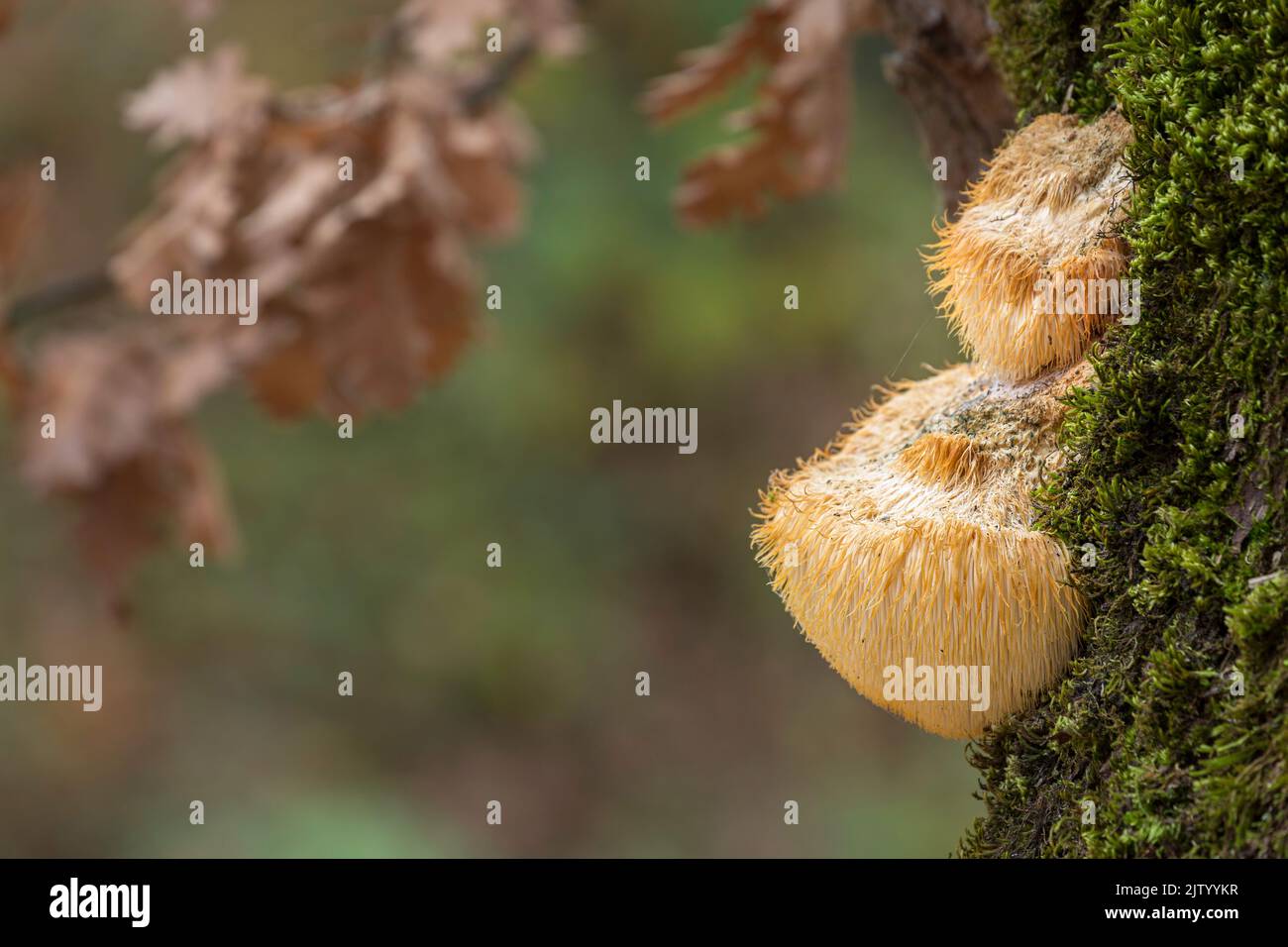 Diente barbudo (Hericium erinaceus) * En roble, Montañas Rhodope, Bulgaria Foto de stock