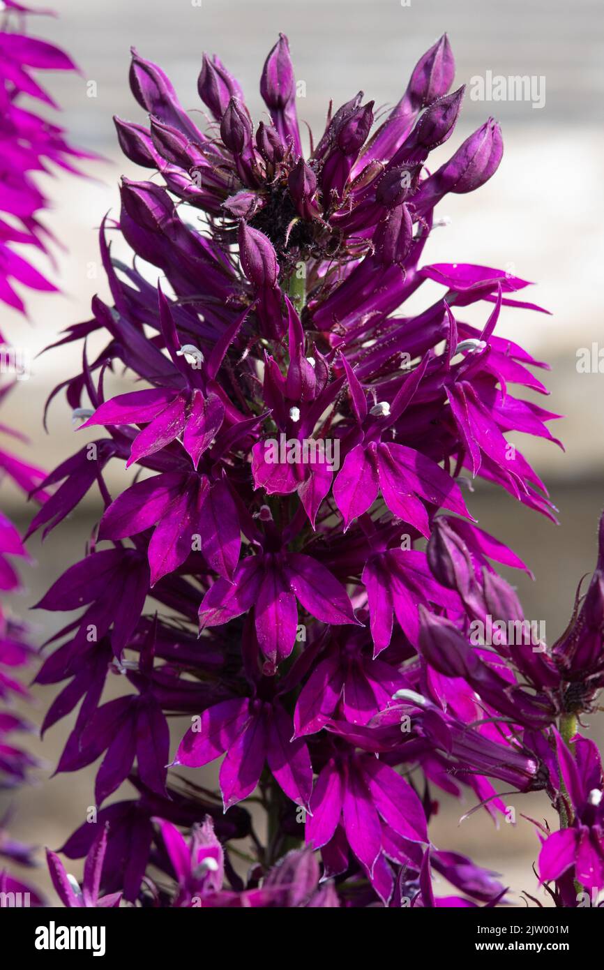 Lobelia x speciosa 'Púrpura de Hadspen' Foto de stock