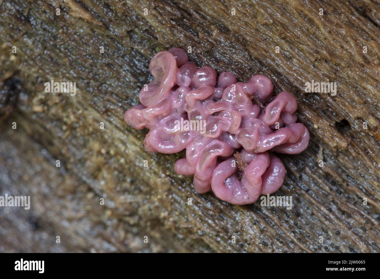Disco de Jalea Púrpura (Ascocoryne sarcoides), Montañas Rhodope, Bulgaria Foto de stock