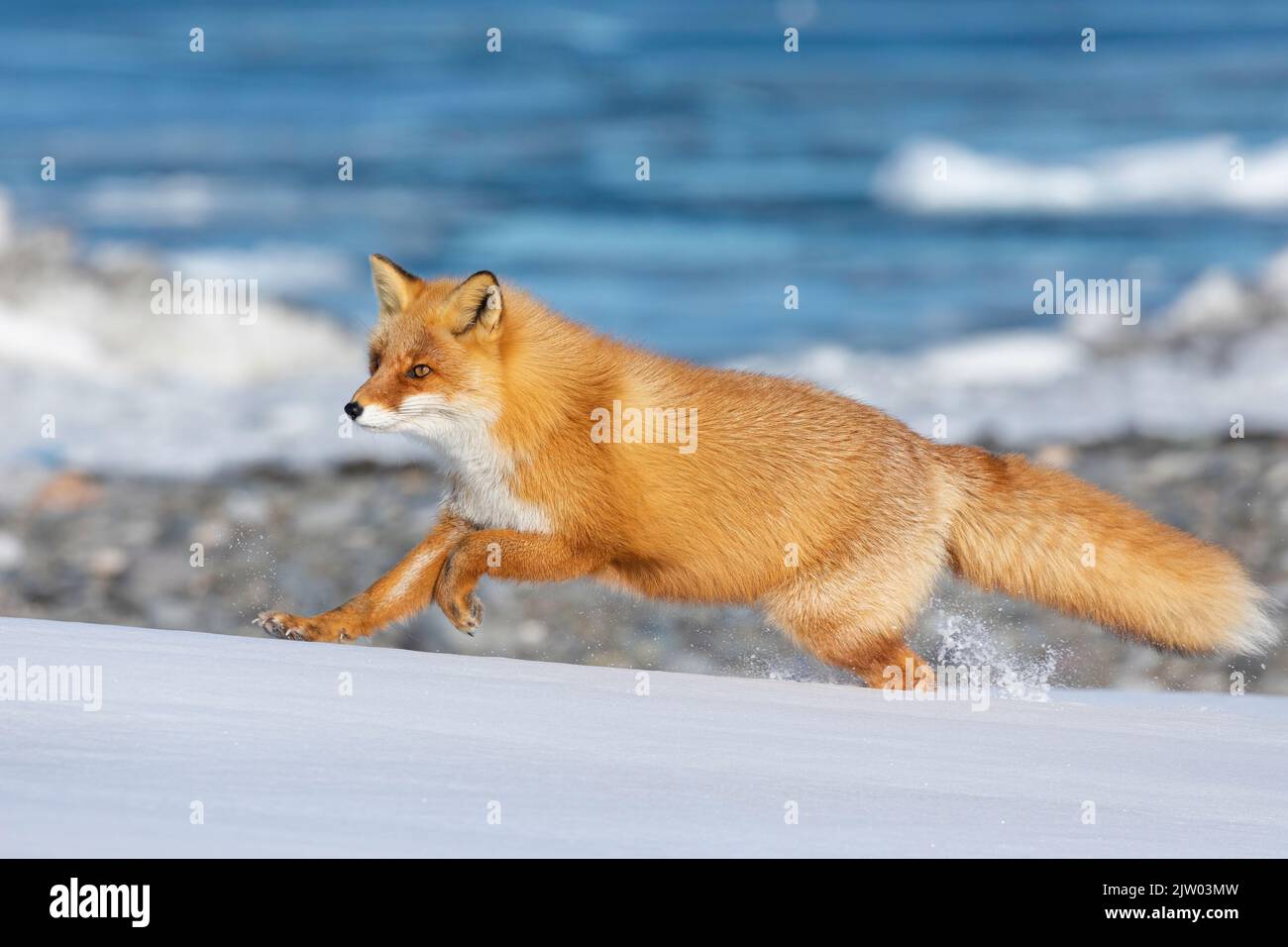 Ezo Red Fox (Vulpes vulpes schrencki) corriendo en la nieve, Hokkaido, Japón Foto de stock