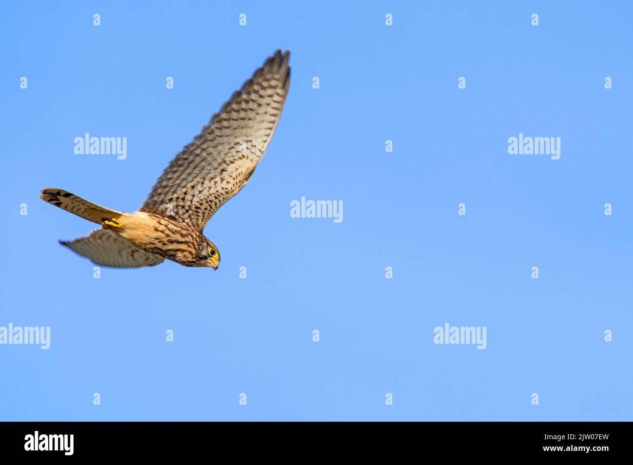 Kestrel común / kestrel europeo / kestrel euroasiático (Falco tinnunculus) caza y búsqueda de presas por debajo de hembra en vuelo contra el cielo azul Foto de stock