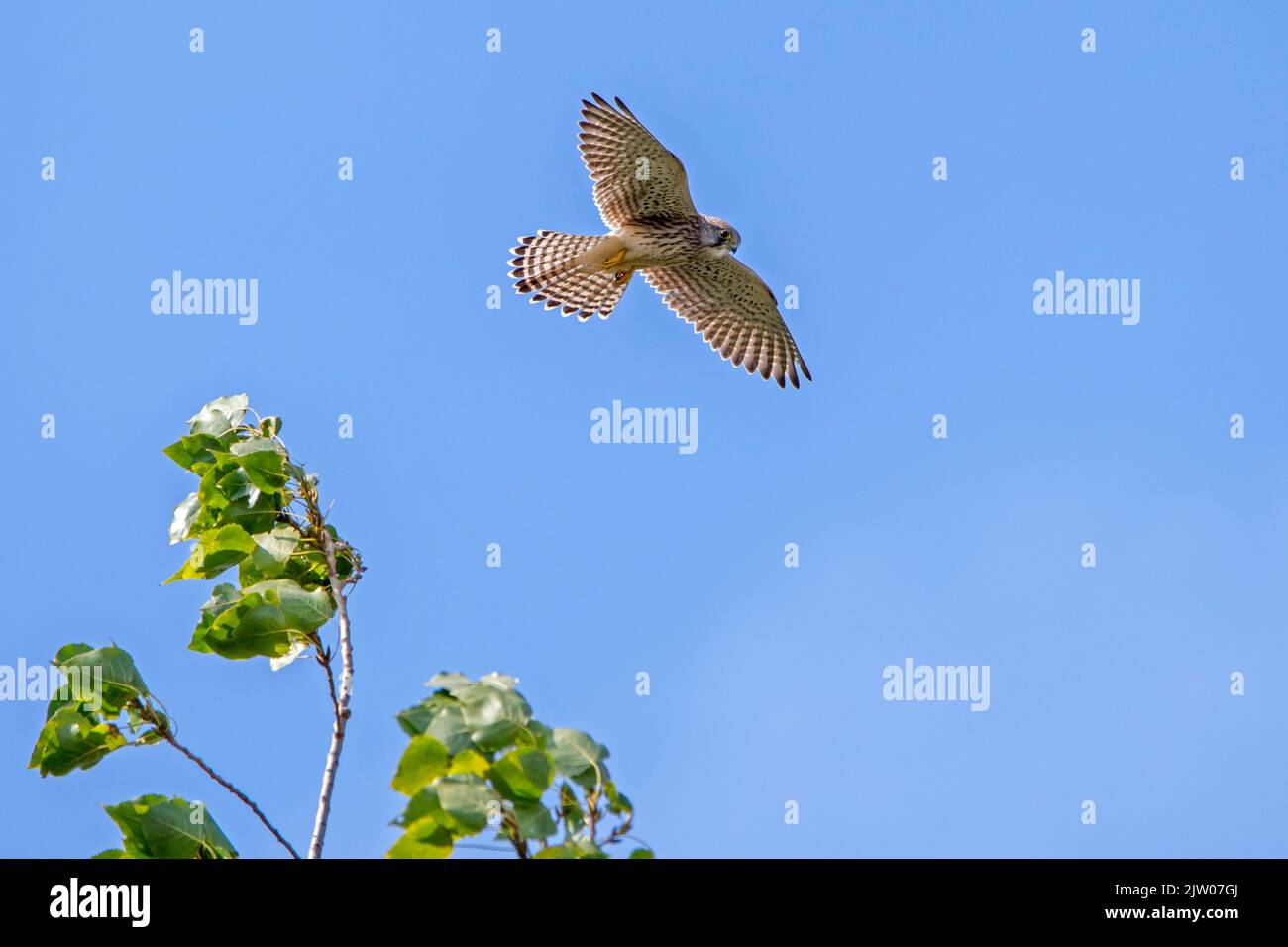 Kestrel común / kestrel europeo / kestrel euroasiático (Falco tinnunculus) hembra en vuelo, flotando con las plumas de la cola esparcidas, buscando presa abajo Foto de stock