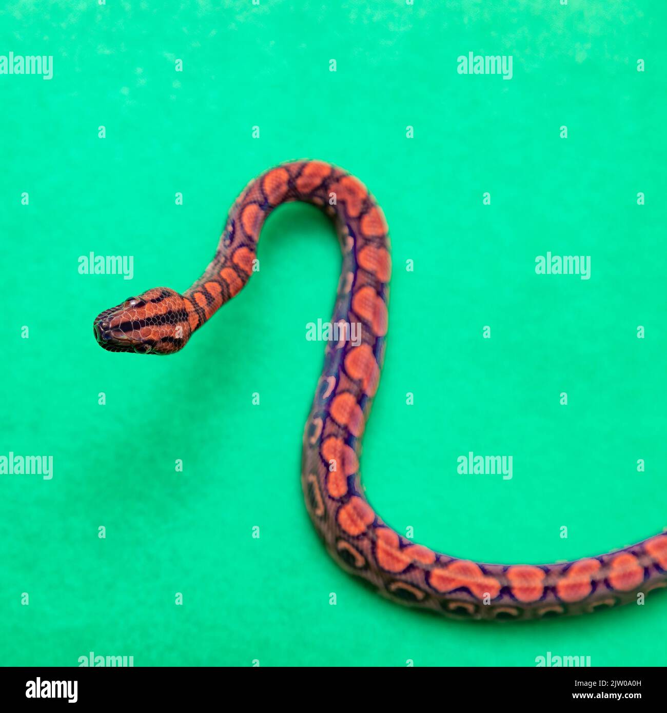 Epicrates cenchria es una especie endémica de América Central y del Sur