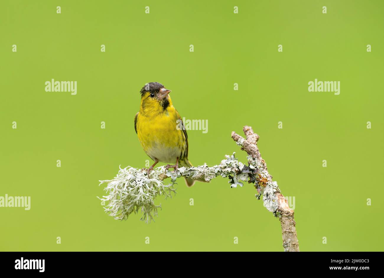 Macho Siskin en una rama cubierta de liquen, Escocia. Pájaros cantores, Passeriformes, Fringillidae, Spinus, Spinus spinus Foto de stock