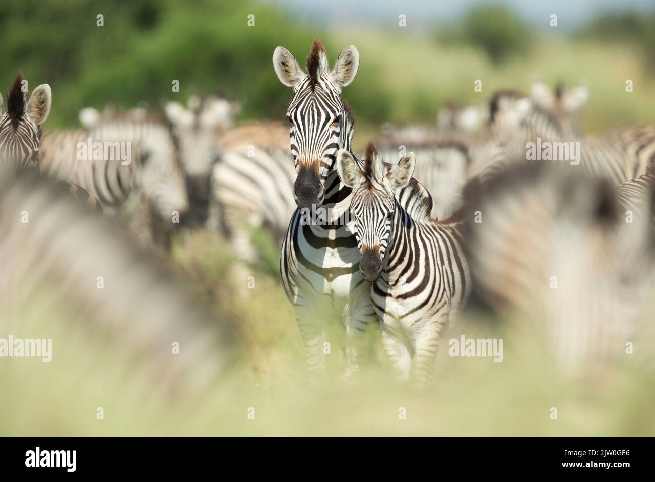 Zebra (Equus quagga), Savuti, Chobe National Park, Botswana, África Foto de stock