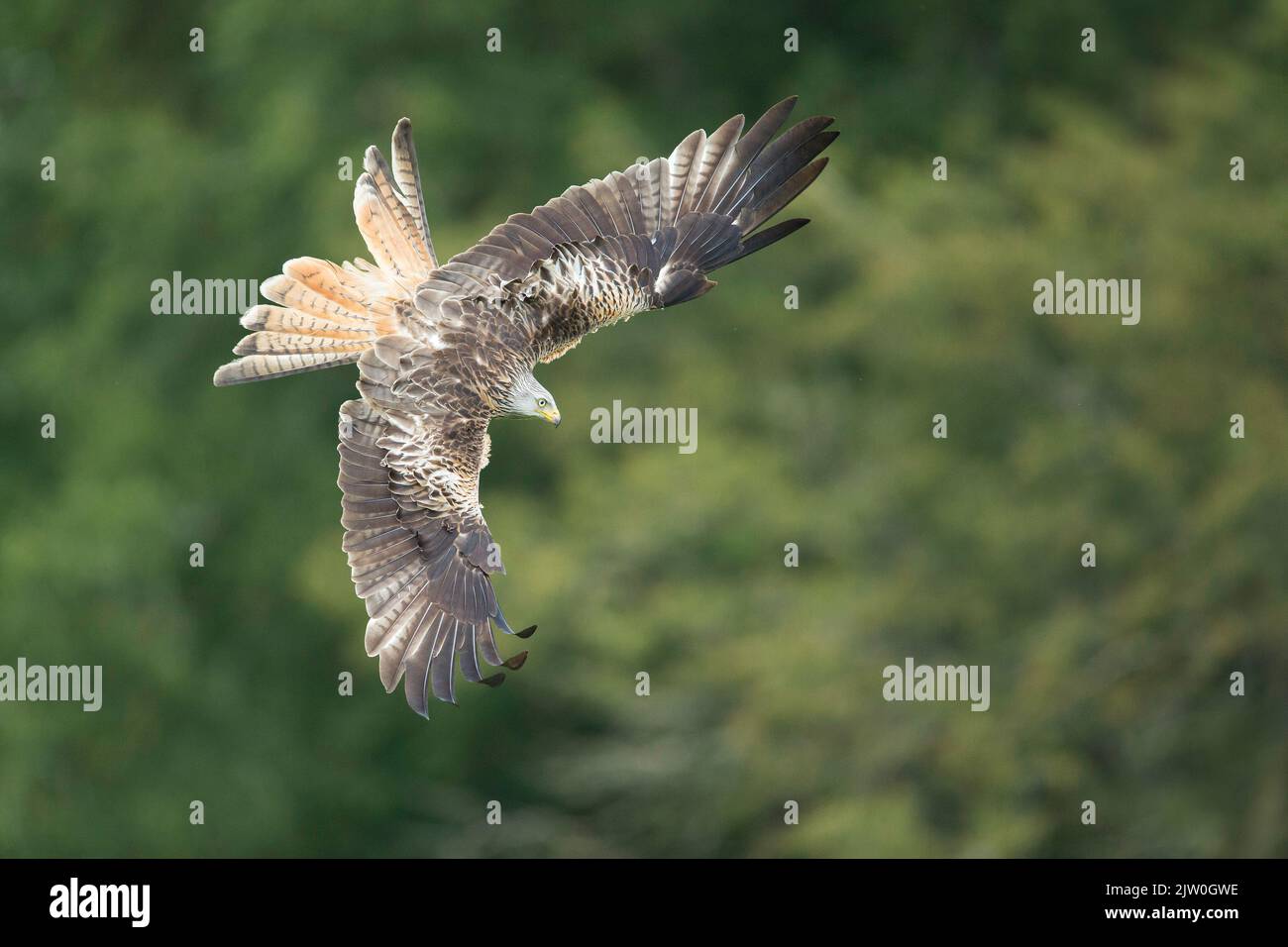Milano real (Milvus milvus) en vuelo, Gigrin granja, Rhayader, Powys, Gales Foto de stock