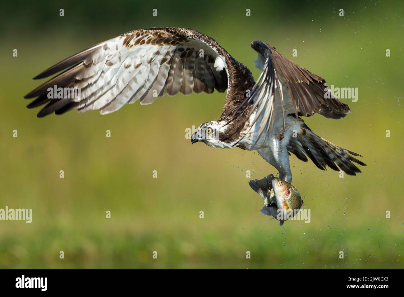 Águila pescadora (Pandion haliaetus) en vuelo con un pez Foto de stock