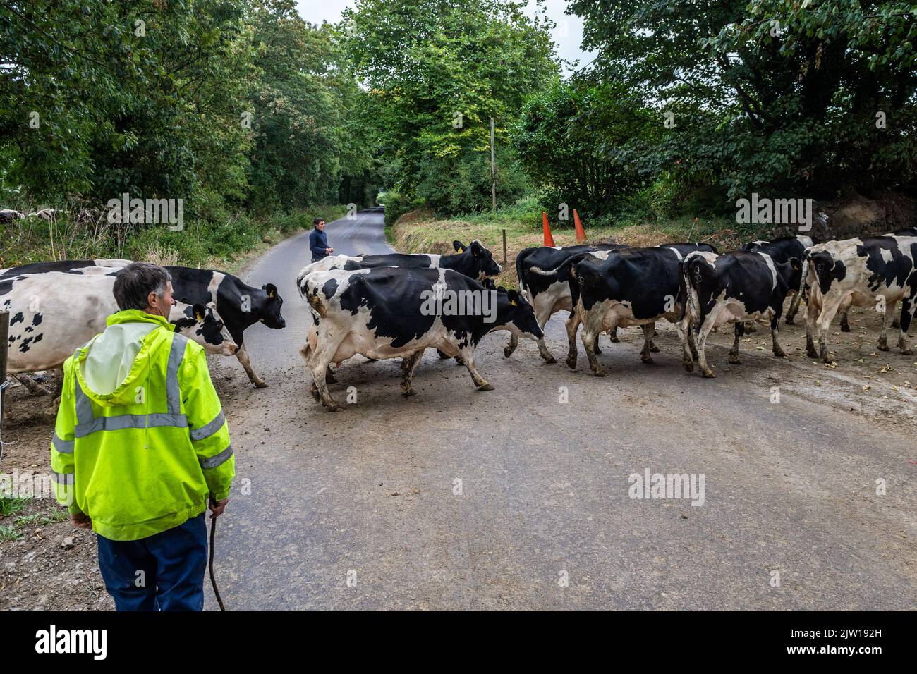 Clonakilty, West Cork, Irlanda. 2nd de Sep de 2022. El granjero de productos lácteos Michael John Twomey supervisa el ingreso de su rebaño de 180 vacas para ordeñar a lo largo de la década de R599, con la ayuda de Eamonn Sheehan y Hannah O'Hea en quad el viernes por la noche. Crédito: AG News/Alamy Live News Foto de stock
