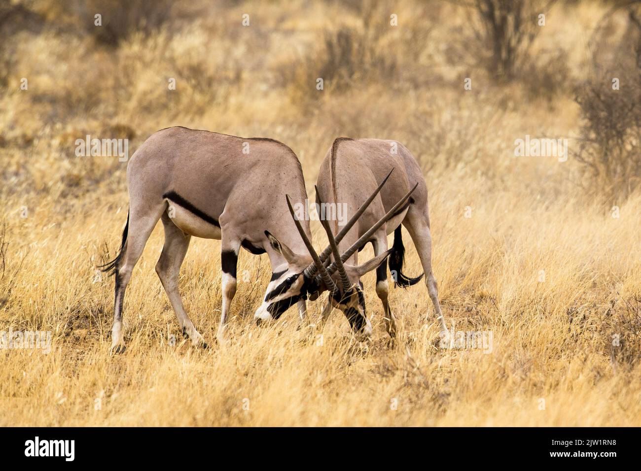 Lucha en África Oriental, o Beisa, Oryx (Oryx beisa) Foto de stock