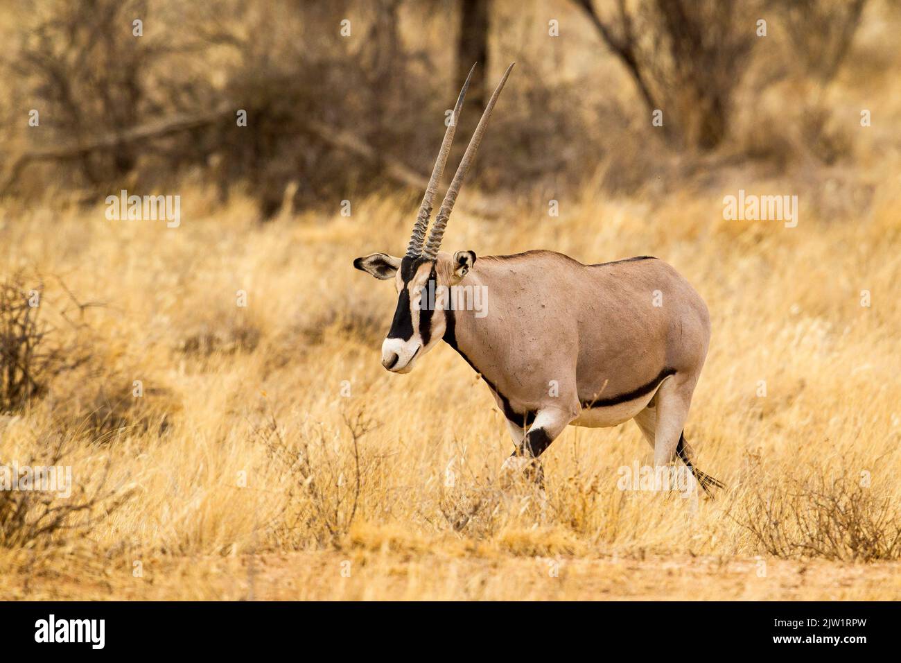 África Oriental, o Beisa, Oryx (Oryx beisa) Foto de stock