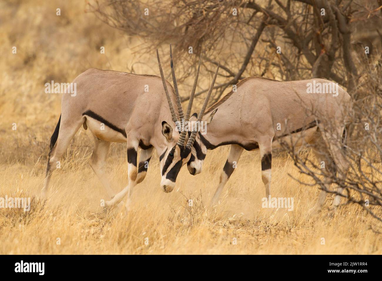 Lucha en África Oriental, o Beisa, Oryx (Oryx beisa) Foto de stock