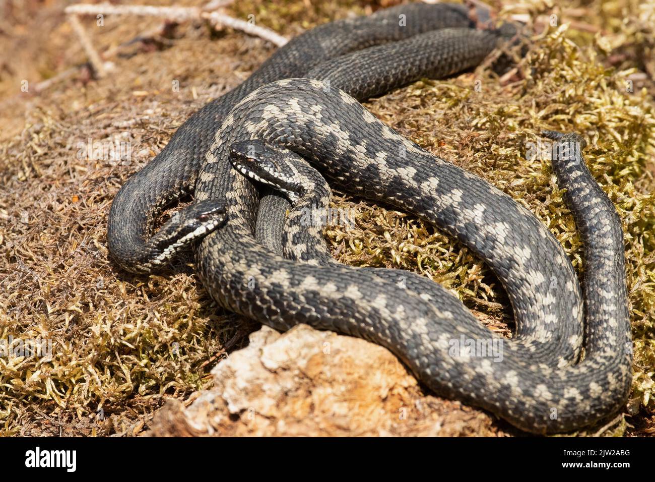 Adder ver dos serpientes entrelazadas acostadas en musgo frente a la otra Foto de stock