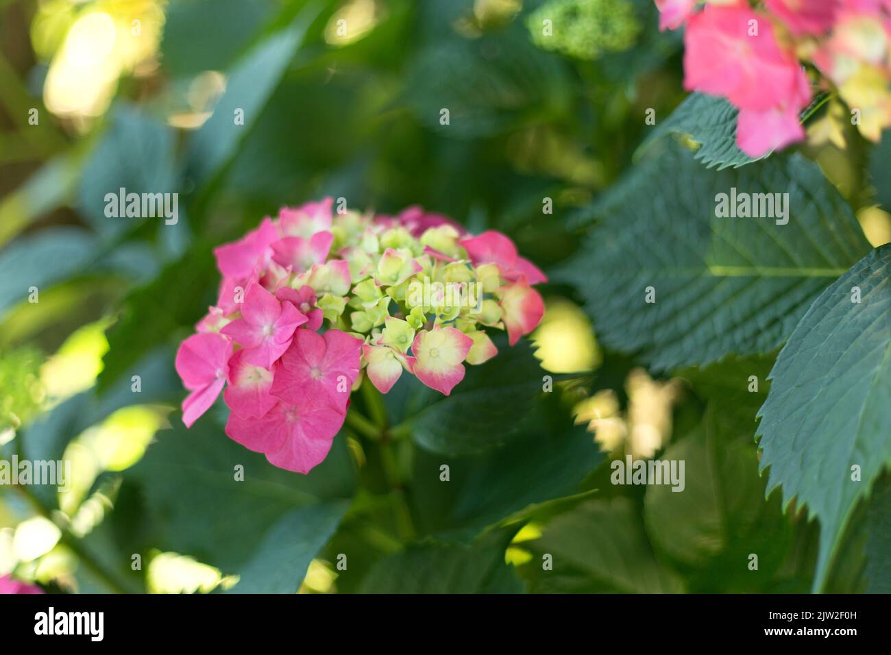 Hortensia verde fotografías e imágenes de alta resolución - Alamy