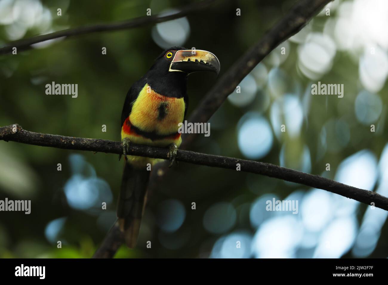 Aracari, Pteroglossus torquatus, pájaro con pico grande. Tucán sentado en la rama agradable en el bosque, Boca tapada, Costa. Foto de stock