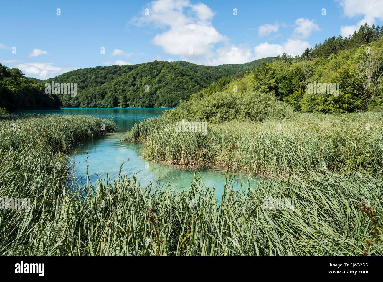 Junco cubrió la costa de un lago en el Parque Nacional de los Lagos de Plitvice, Croacia, Europa. Foto de stock