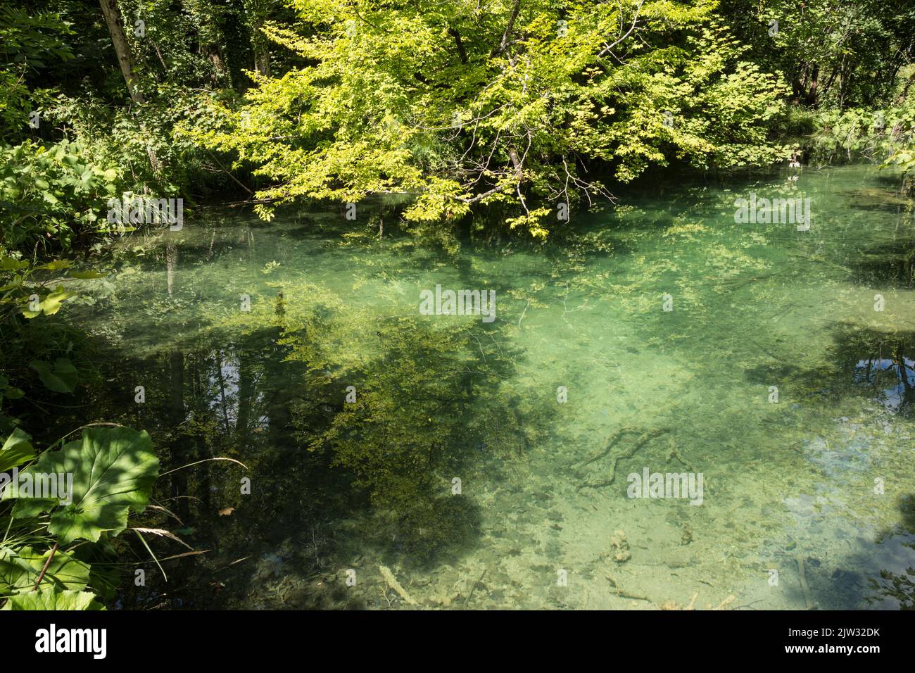 Piscina poco profunda con agua cristalina con reflejo de los árboles sobre ella en el Parque Nacional de los Lagos de Plitvice, Croacia, Europa. Foto de stock