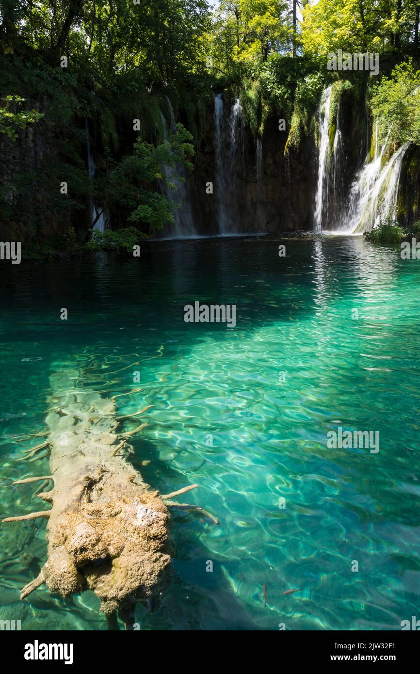 Antiguo tronco de árbol en una piscina poco profunda con agua cristalina con una hermosa cascada en el fondo. Parque Nacional de los Lagos de Plitvice, Croacia, Europa. Foto de stock