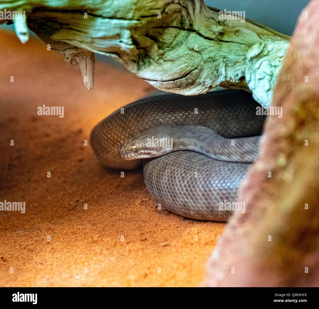 Serpiente Python (Antaresia stimsoni) de Stimson, Australia Occidental Foto de stock