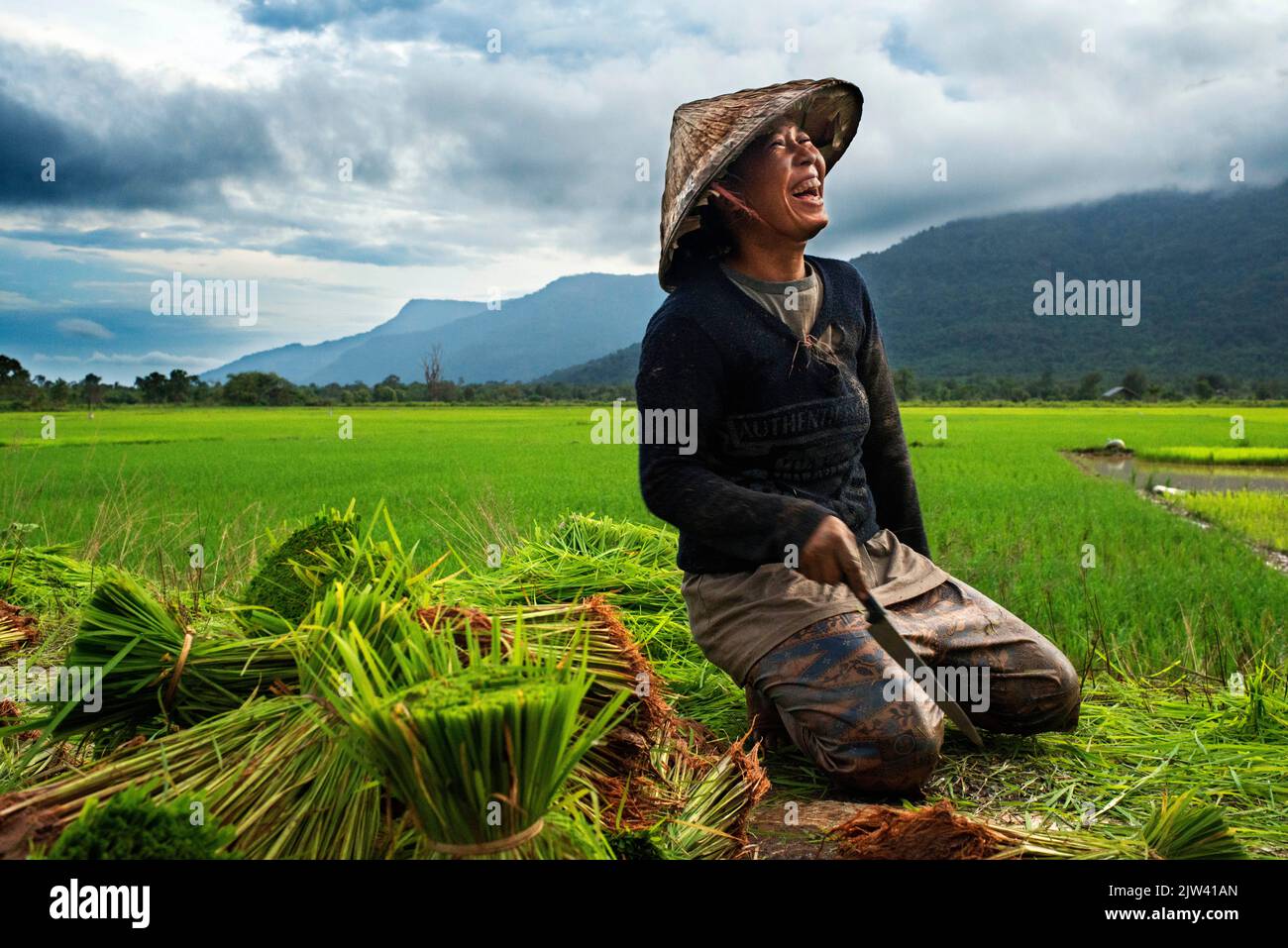 Mujer que trabaja en la plantación de ricefiel cerca de Kiet Ngong, Laos. Los métodos de cultivo de arroz aceleran drásticamente el cambio climático. Por más de $ 3 factura Foto de stock
