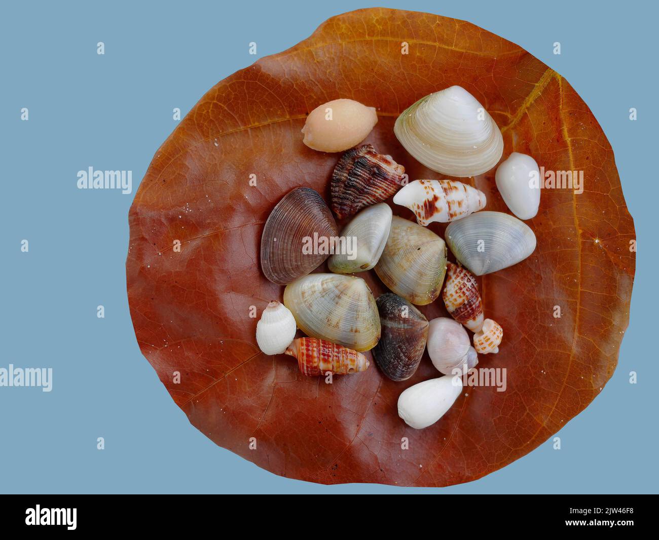 Conchas de mar en vaso fotografías e imágenes de alta resolución - Alamy