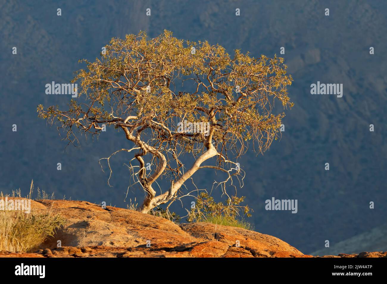 Paisaje desértico con un árbol en una roca, montaña Brandberg, Namibia Foto de stock