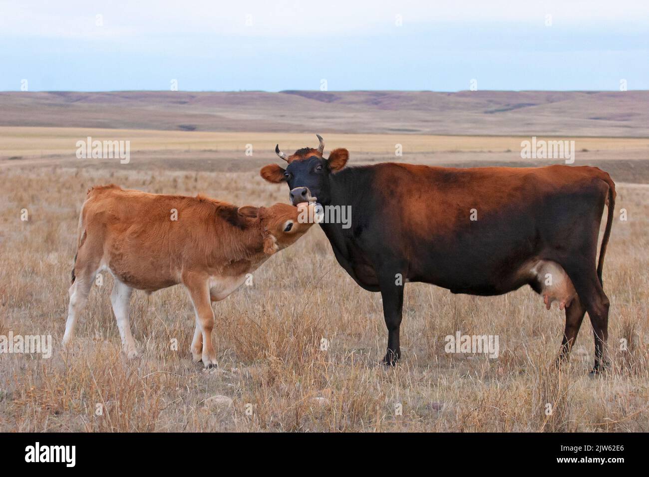 Madre de vaca de Jersey arreglando su pantorrilla, lamiéndose su cara, al aire libre en pastizales en una granja cerca de Eastend, Saskatchewan, Canadá Foto de stock